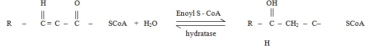 L -b hydroxylacyl -s coa derivatives
